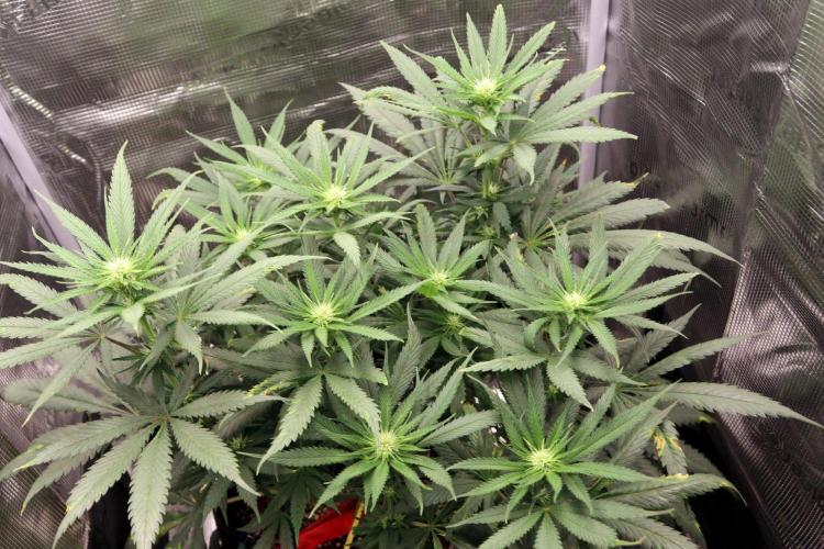 Super Lemon Cherry. Week 7 - Super Lemon Cherry, Blütetag 20