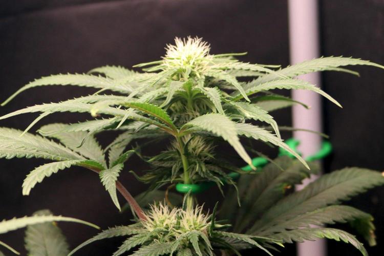 Super Lemon Cherry. Week 8 - Super Lemon Cherry, Blütetag 25