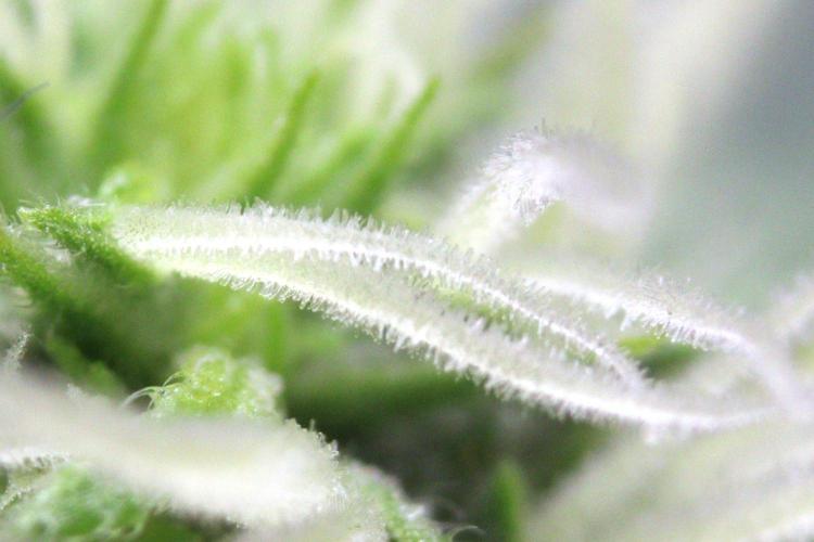 Super Lemon Cherry. Week 8 - Super Lemon Cherry, Blütetag 25