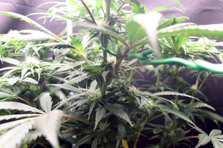 Super Lemon Cherry. Week 8 - Super Lemon Cherry, Blütetag 25