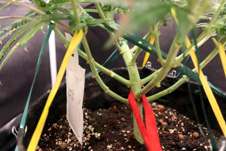 Super Lemon Cherry. Week 8 - Raubmilben aus der Tüte