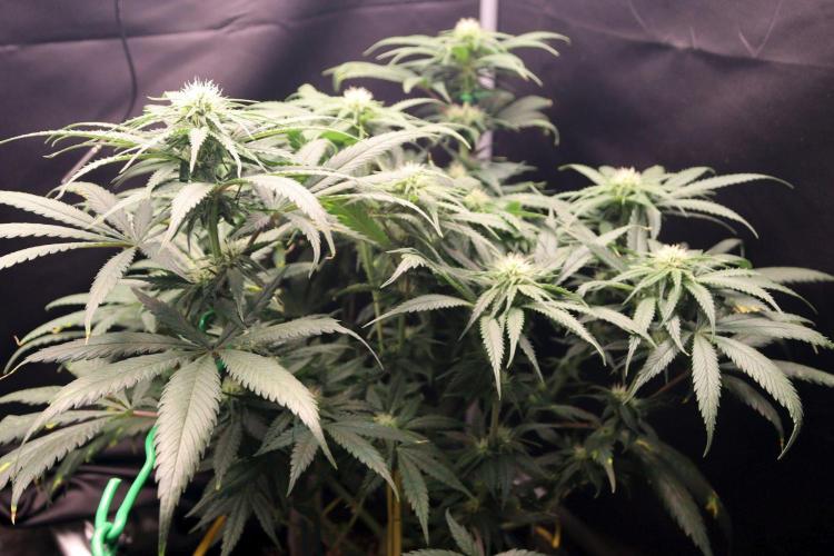 Super Lemon Cherry. Week 8 - Super Lemon Cherry, Blütetag 25