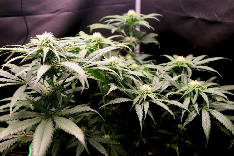 Super Lemon Cherry. Week 8 - Super Lemon Cherry, Blütetag 25