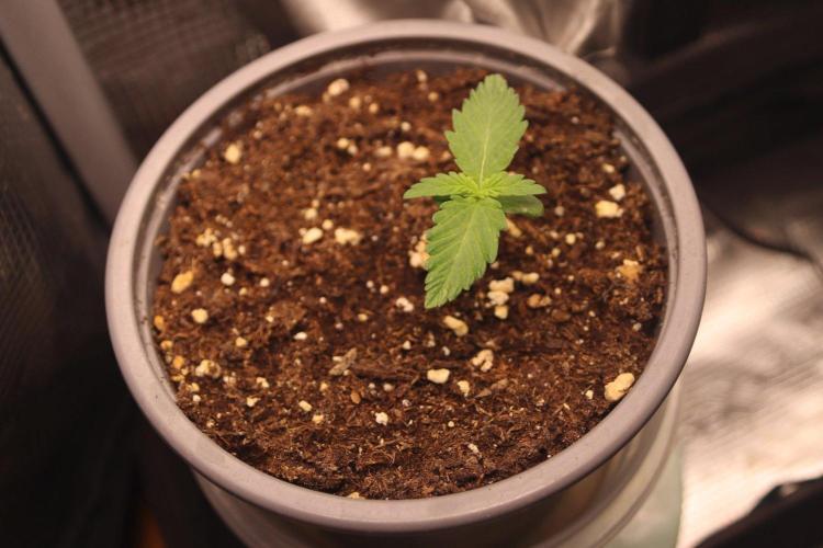 Super Lemon Cherry. Week 9 - Tangerine Band, 12/12 from start, Tag 7