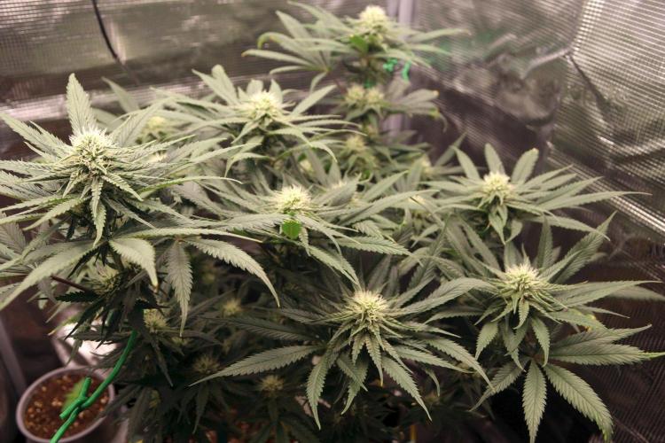 Super Lemon Cherry. Week 9 - Super Lemon Cherry, Blütetag 32