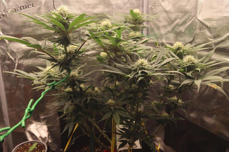 Super Lemon Cherry. Week 9 - Super Lemon Cherry, Blütetag 32