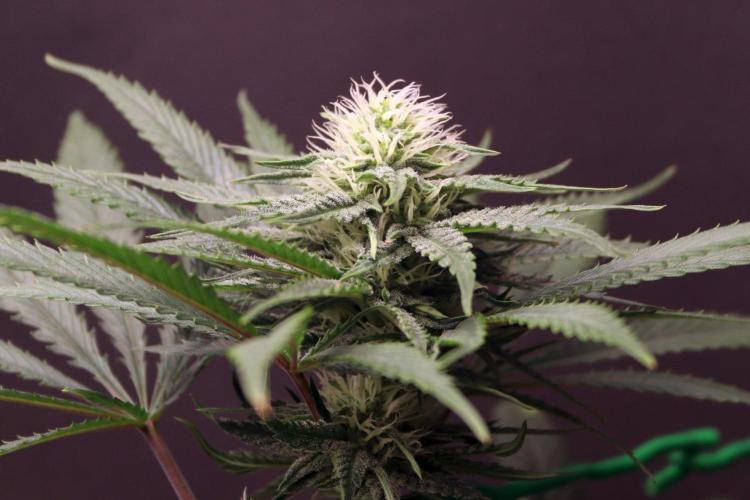 Super Lemon Cherry. Week 9 - Super Lemon Cherry, Blütetag 32