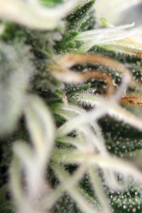 Super Lemon Cherry. Week 10 - Super Lemon Cherry, Blütetag 39