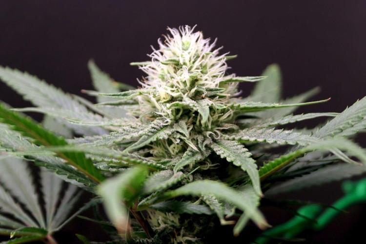 Super Lemon Cherry. Week 10 - Super Lemon Cherry, Blütetag 39