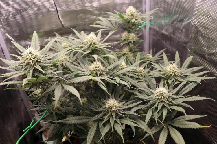 Super Lemon Cherry. Week 10 - Super Lemon Cherry, Blütetag 39