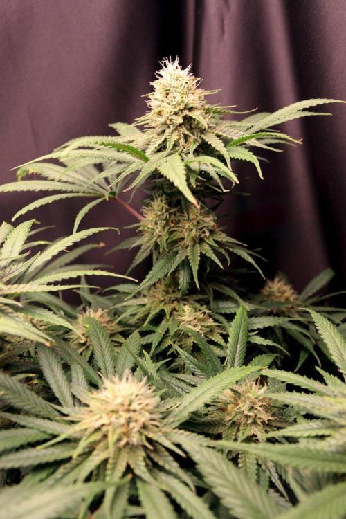 Super Lemon Cherry. Week 11 - Super Lemon Cherry, Blütetag 48
