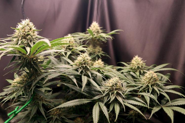Super Lemon Cherry. Week 11 - Super Lemon Cherry, Blütetag 48