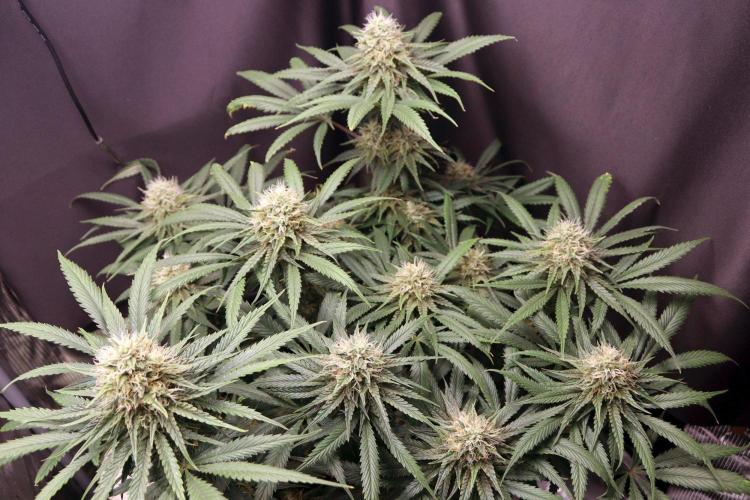 Super Lemon Cherry. Week 11 - Super Lemon Cherry, Blütetag 48