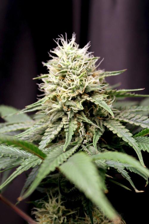 Super Lemon Cherry. Week 11 - Super Lemon Cherry, Blütetag 48