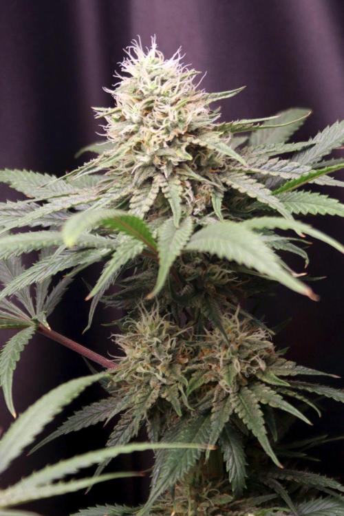 Super Lemon Cherry. Week 11 - Super Lemon Cherry, Blütetag 48