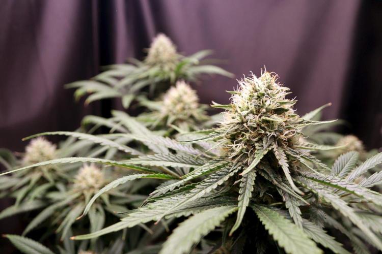 Super Lemon Cherry. Week 11 - Super Lemon Cherry, Blütetag 48