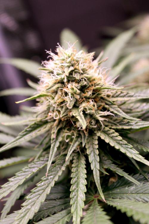 Super Lemon Cherry. Week 11 - Super Lemon Cherry, Blütetag 48