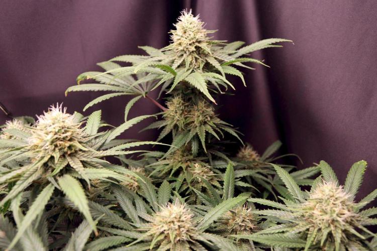 Super Lemon Cherry. Week 11 - Super Lemon Cherry, Blütetag 48