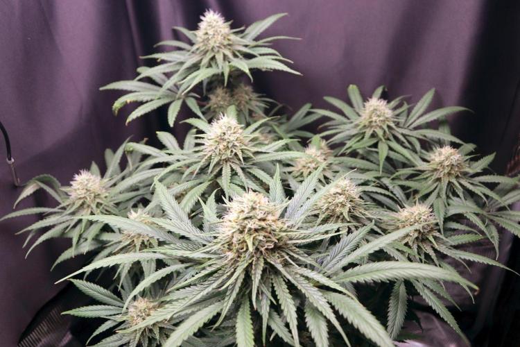 Super Lemon Cherry. Week 11 - Super Lemon Cherry, Blütetag 48