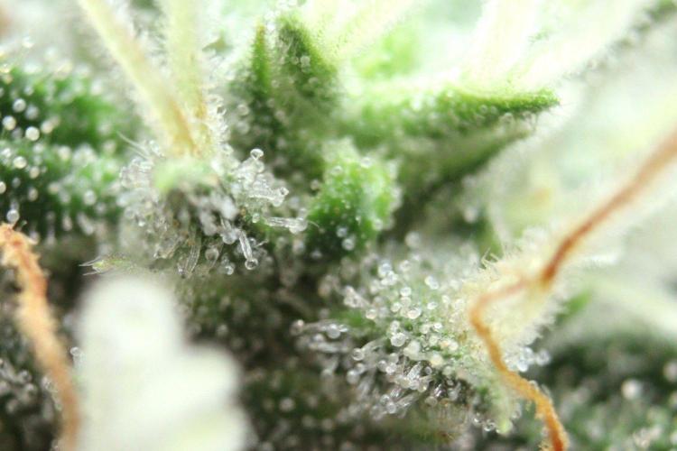 Super Lemon Cherry. Week 11 - Super Lemon Cherry, Blütetag 48