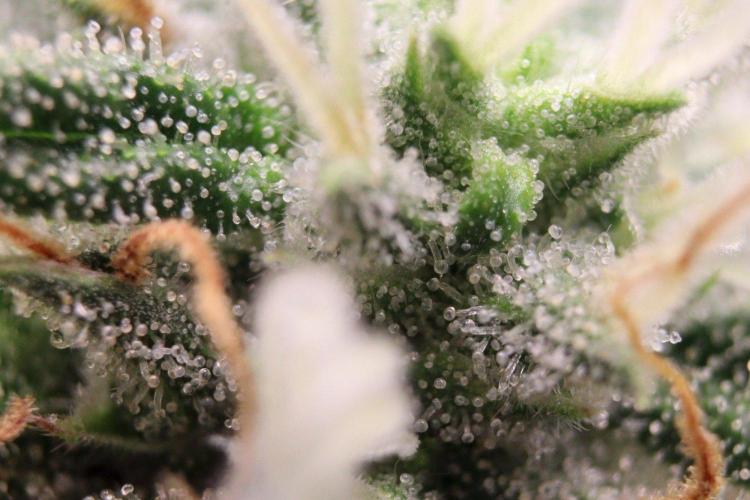 Super Lemon Cherry. Week 11 - Super Lemon Cherry, Blütetag 48