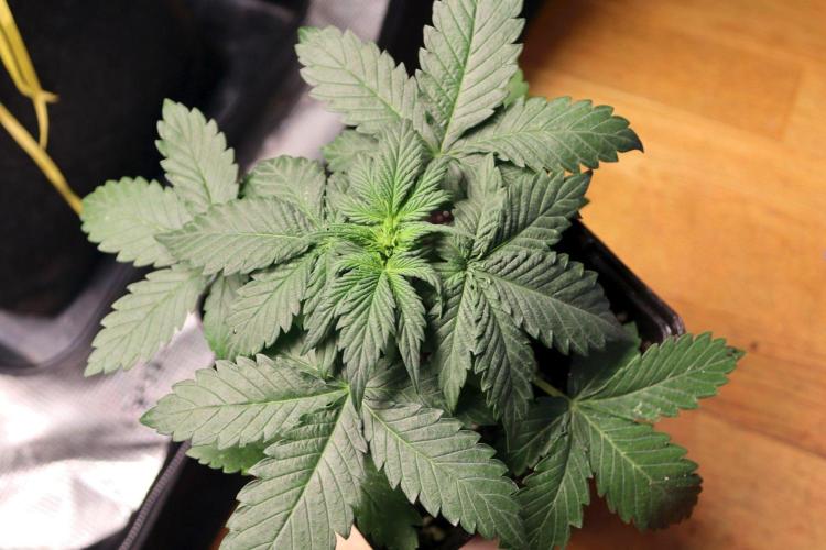 Super Lemon Cherry Fem. Week 11