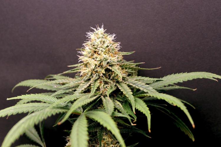 Super Lemon Cherry. Week 12 - Super Lemon Cherry, Blütetag 54