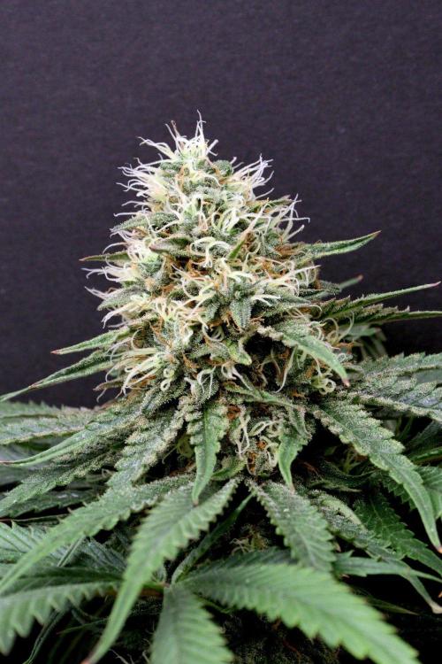 Super Lemon Cherry. Week 12 - Super Lemon Cherry, Blütetag 54