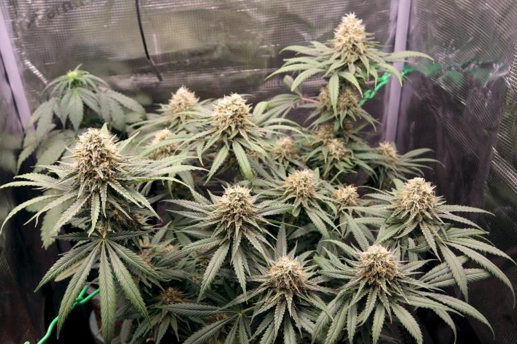 Super Lemon Cherry. Week 12 - Super Lemon Cherry, Blütetag 54