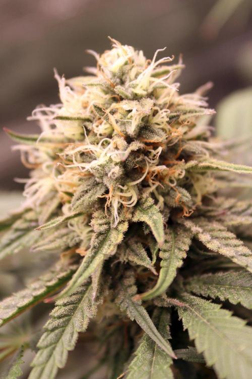 Super Lemon Cherry. Week 12 - Super Lemon Cherry, Blütetag 54