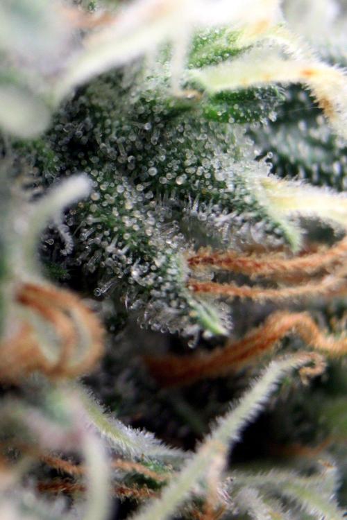 Super Lemon Cherry. Week 12 - Super Lemon Cherry, Blütetag 54