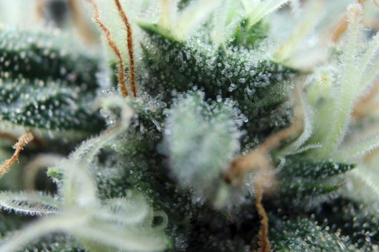 Super Lemon Cherry. Week 12 - Super Lemon Cherry, Blütetag 54