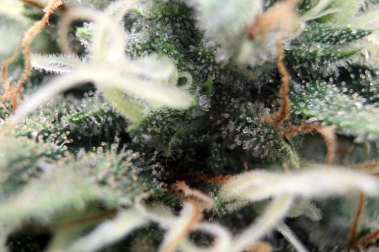 Super Lemon Cherry. Week 12 - Super Lemon Cherry, Blütetag 54