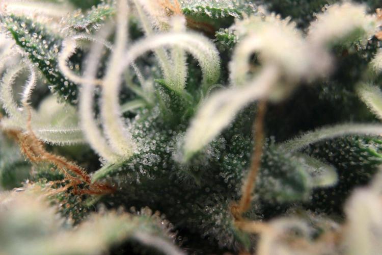 Super Lemon Cherry. Week 12 - Super Lemon Cherry, Blütetag 54