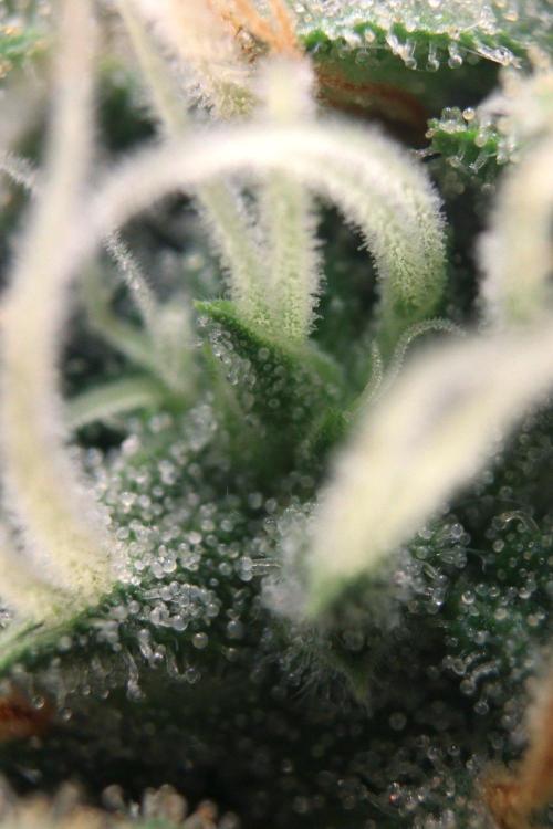 Super Lemon Cherry Fem. Week 12