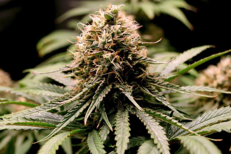 Super Lemon Cherry. Week 13 - Super Lemon Cherry, Blütetag 60