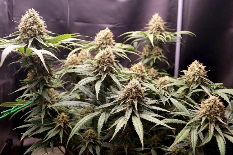 Super Lemon Cherry. Week 13 - Super Lemon Cherry, Blütetag 60
