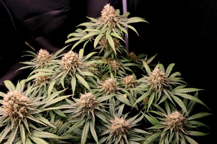 Super Lemon Cherry. Week 13 - Super Lemon Cherry, Blütetag 60