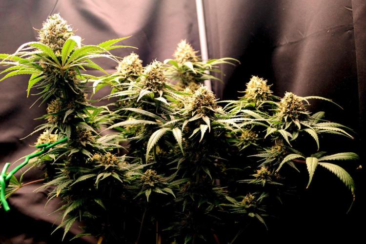 Super Lemon Cherry. Week 13 - Super Lemon Cherry, Blütetag 60