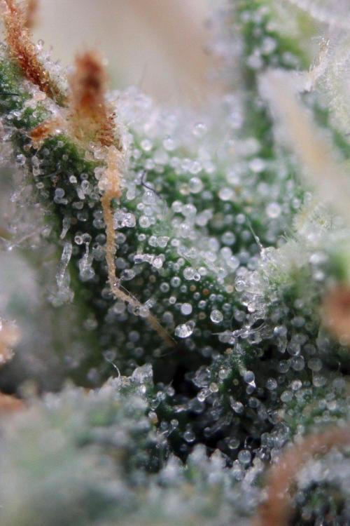 Super Lemon Cherry. Week 13 - Super Lemon Cherry, Blütetag 60