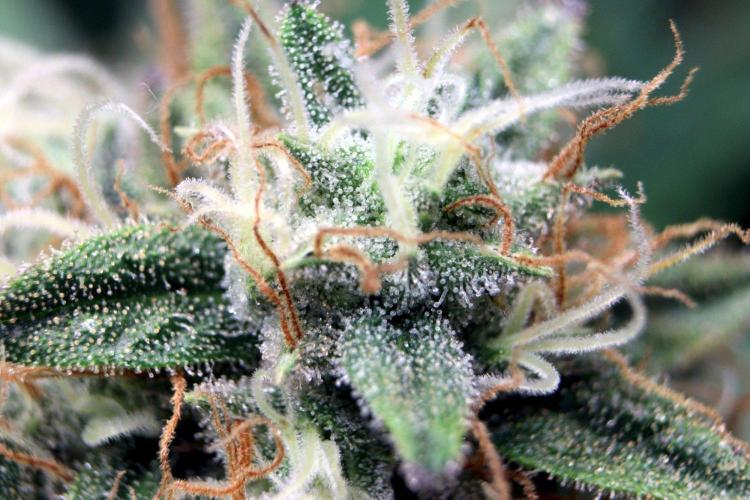 Super Lemon Cherry. Week 13 - Super Lemon Cherry, Blütetag 60