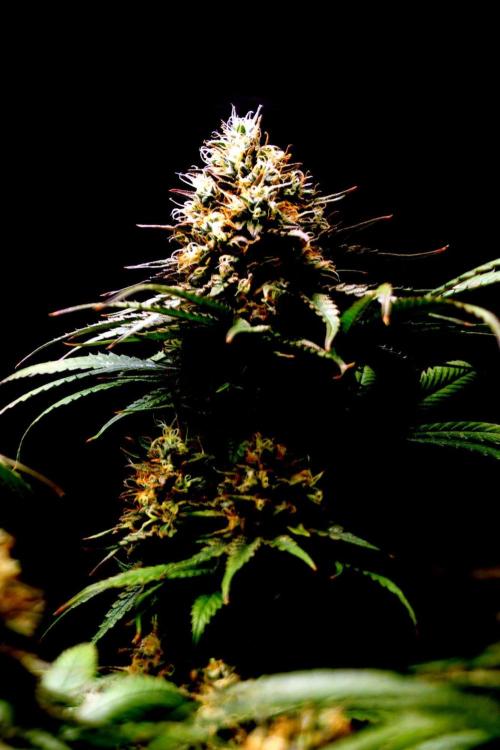 Super Lemon Cherry. Week 14 - Super Lemon Cherry, Blütetag 65