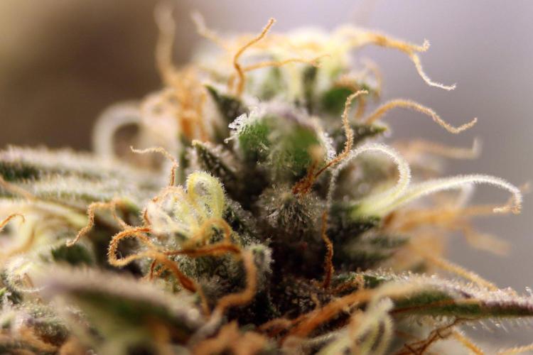 Super Lemon Cherry. Week 14 - Super Lemon Cherry, Blütetag 65