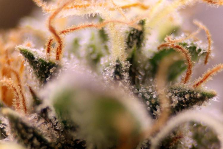 Super Lemon Cherry. Week 14 - Super Lemon Cherry, Blütetag 65
