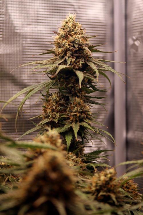 Super Lemon Cherry. Week 14 - Super Lemon Cherry, Blütetag 65
