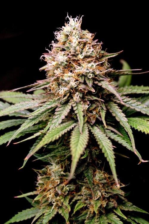 Super Lemon Cherry. Week 14 - Super Lemon Cherry, Blütetag 65