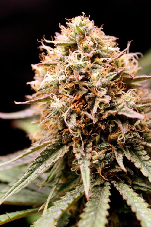 Super Lemon Cherry. Week 14 - Super Lemon Cherry, Blütetag 65