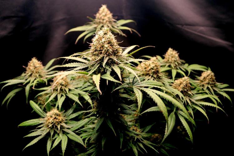 Super Lemon Cherry. Week 14 - Super Lemon Cherry, Blütetag 65