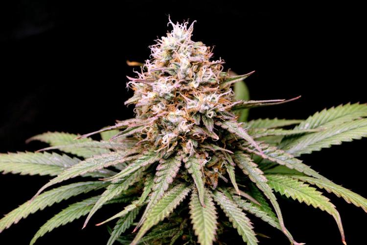 Super Lemon Cherry. Week 14 - Super Lemon Cherry, Blütetag 65