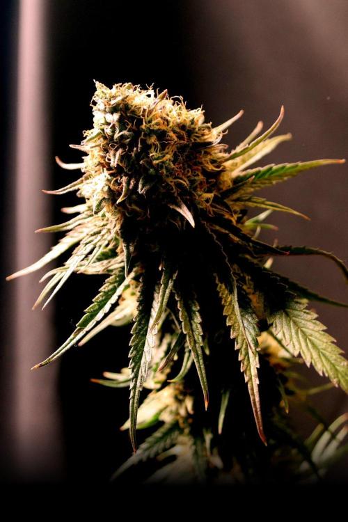 Super Lemon Cherry. Week 14 - Super Lemon Cherry, Blütetag 66, nach der Ernte